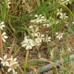 Babiana tubulosa var tubulosa — Babiana