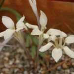 Babiana tubulosa var tubulosa — tubulosa