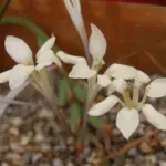 Babiana tubulosa var tubulosa — tubulosa