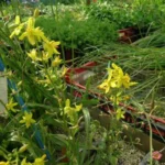 Cyanella lutea
