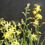 Cyanella lutea — photo 2