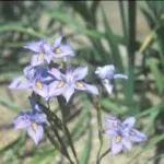 Moraea polystachya