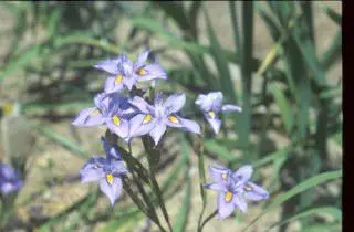 Moraea polystachya