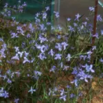 Moraea polystachya — Moraea