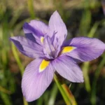 Moraea polystachya — polystachya