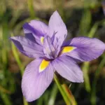Moraea polystachya — polystachya