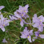 Moraea polystachya — photo 4
