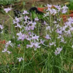Moraea polystachya — photo 5