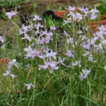 Moraea polystachya — photo 5
