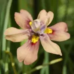 Moraea vegeta