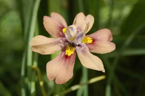 Moraea vegeta