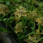 Moraea vegeta — tristis