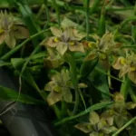 Moraea vegeta — tristis