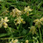 Moraea vegeta — Moraea