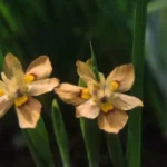 Moraea vegeta — vegeta