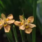 Moraea vegeta — vegeta