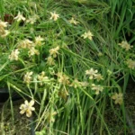 Moraea vegeta — photo 5