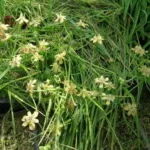Moraea vegeta — photo 5