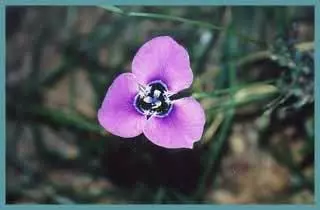 Moraea gigandra