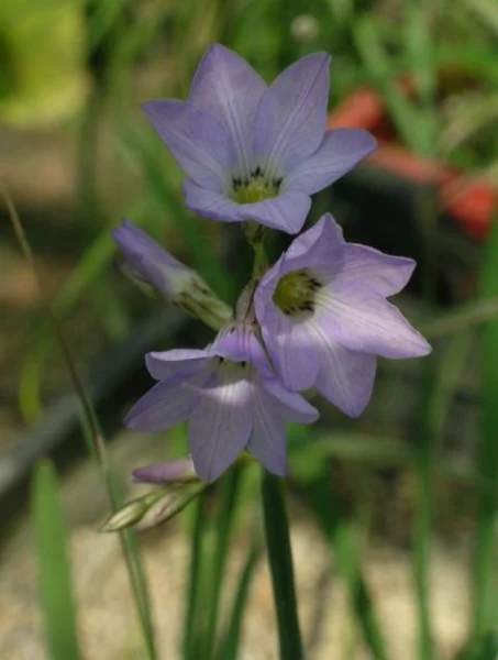 Ixia rapunculoides
