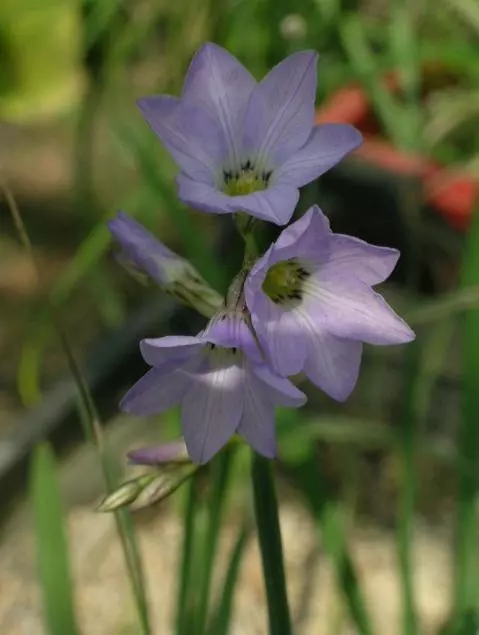 Ixia rapunculoides