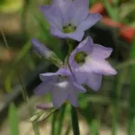 Ixia rapunculoides