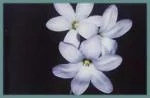 Ixia rapunculoides — Ixia