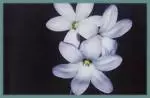 Ixia rapunculoides — Ixia