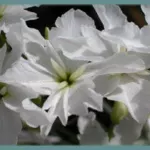 Leucocoryne ixioides alba