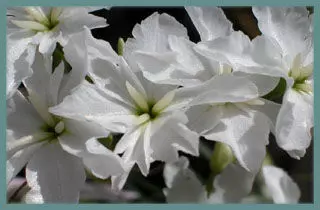 Leucocoryne ixioides alba