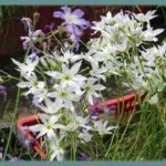 Leucocoryne ixioides alba — chili