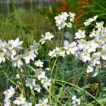 Leucocoryne ixioides alba — serena