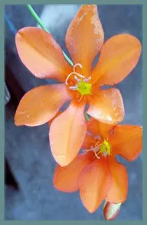 Tritonia deusta