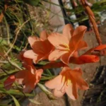 Watsonia laccata rouge