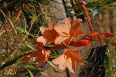 Watsonia laccata rouge