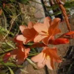 Watsonia laccata rouge