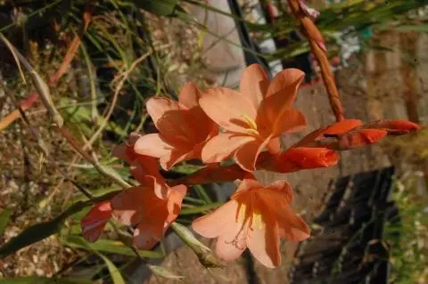Watsonia laccata rouge
