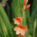 Watsonia laccata rouge — photo 2