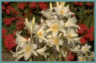 Lilium candidum