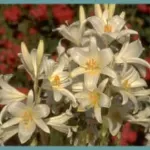 Lilium candidum