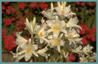 Lilium candidum