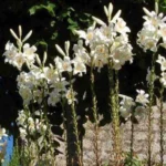 Lilium candidum — Madonne