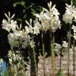 Lilium candidum — Madonne