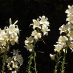 Lilium candidum — Giglio di Sant Antonio