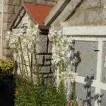 Lilium candidum — Lilium