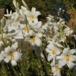 Lilium candidum — lily