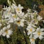 Lilium candidum — lily