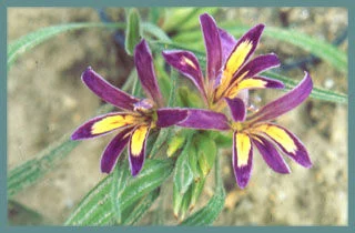 Babiana ambigua