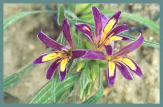 Babiana ambigua