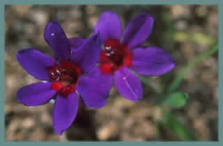 Babiana rubrocyanea